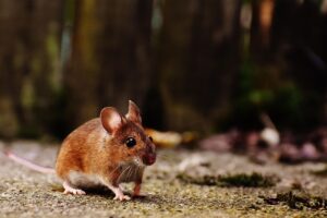 家事代行のキャンペーンで初回割引を受ける方法は？