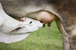 授乳や着替えを代行してくれるホテルはどこにある？
