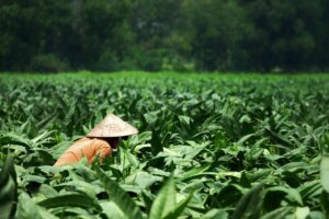 ミールキットに野菜を追加すべき理由とは？